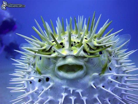 blowfish near me|Home